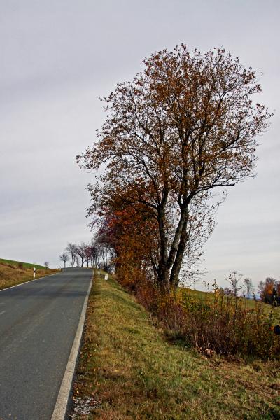 herbstliche Bäume am Straßenrand.JPG